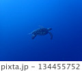 カメ 134455752