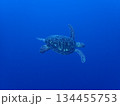 カメ 134455753