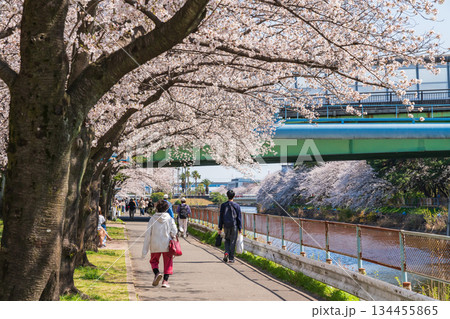 春の荒子川公園、満開の桜〈愛知県名古屋市〉 134455865