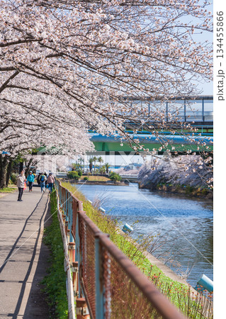 春の荒子川公園、満開の桜〈愛知県名古屋市〉 134455866