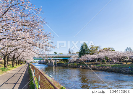 春の荒子川公園、満開の桜〈愛知県名古屋市〉 春の荒子川公園、満開の桜〈愛知県名古屋市〉 134455868