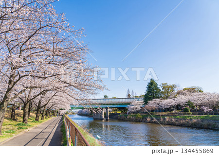春の荒子川公園、満開の桜〈愛知県名古屋市〉 134455869