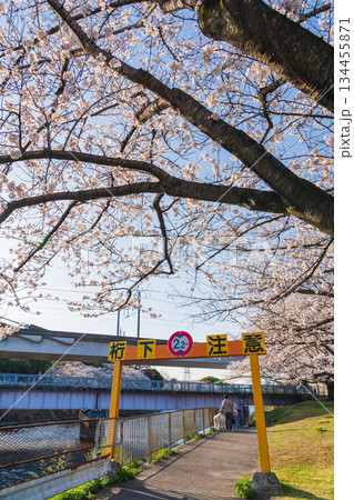 春の荒子川公園、満開の桜〈愛知県名古屋市〉 春の荒子川公園、満開の桜〈愛知県名古屋市〉 134455871
