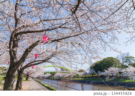 春の荒子川公園、満開の桜〈愛知県名古屋市〉 134455928