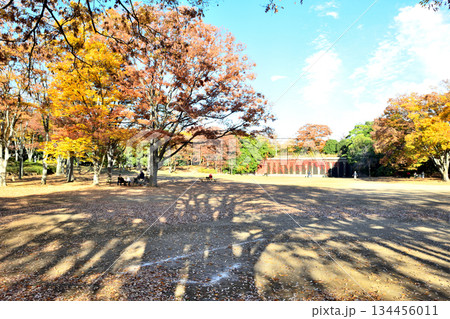 公園を絵画のように色ずける大木の影 134456011