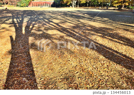 公園を絵画のように色ずける大木の影 134456013
