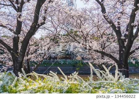 春の荒子川公園、満開の桜〈愛知県名古屋市〉 134456022