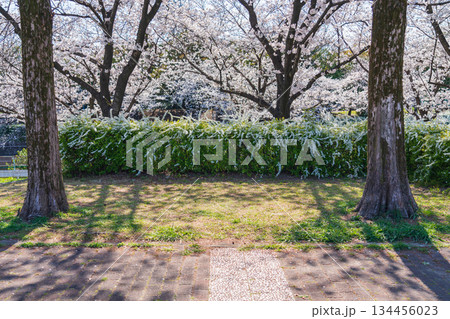 春の荒子川公園、満開の桜〈愛知県名古屋市〉 春の荒子川公園、満開の桜〈愛知県名古屋市〉 134456023