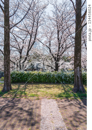 春の荒子川公園、満開の桜〈愛知県名古屋市〉 134456024
