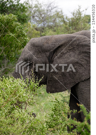 Wild african elephant in its natural habitat. Wildlife animal conservation and safari tourism concept for travel brochure. 134456310