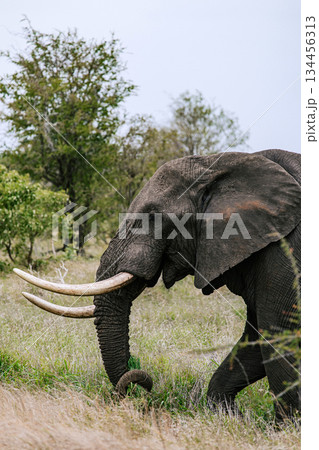 Elephant with long tusks grazing on grass in african savannah. Wildlife conservation and majestic animal in its natural habitat. Elephant with long tusks grazing on grass in african savannah. Wildlife conservation and majestic animal in its natural habitat. 134456313