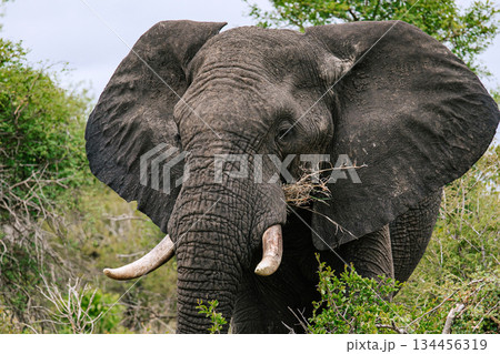 African elephant close up in natural habitat. Wild mammal eating branch in bush. Safari wildlife animal for conservation concept. African elephant close up in natural habitat. Wild mammal eating branch in bush. Safari wildlife animal for conservation concept. 134456319