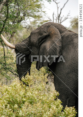 Elephant standing in the bush. Wild animal in natural habitat. African wildlife photography for nature conservation and safari tourism. 134456321