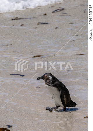 African penguin walking on Boulders Beach. Wildlife conservation and natural habitat in South Africa. Tourism and travel animal theme. African penguin walking on Boulders Beach. Wildlife conservation and natural habitat in South Africa. Tourism and travel animal theme. 134456732