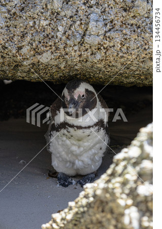 African penguin chick hiding under a rock on a beach. Wildlife and animal life concept. Portrait of a cute baby bird in nature. African penguin chick hiding under a rock on a beach. Wildlife and animal life concept. Portrait of a cute baby bird in nature. 134456734