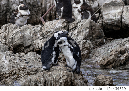 Two african penguin standing on a rock. Wild animal on a stone beach. South african wildlife and nature. Safari travel to cape town for tourism. 134456739