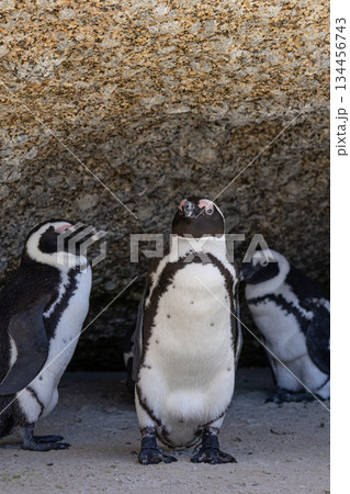 Three african penguin stand on sandy beach at Boulders Beach in South Africa. Wildlife animal conservation and travel destination concept. 134456743