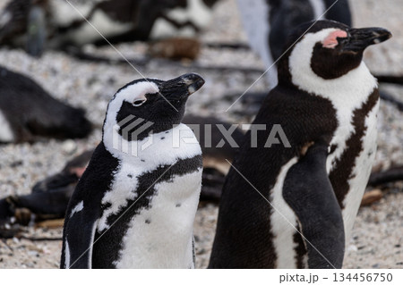 Two african penguin standing on boulders beach. Wildlife photography for nature education or greeting card. Conservation of wild species concept. South Africa 134456750