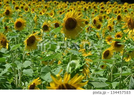 一面に咲き誇ったひまわり畑 134457583