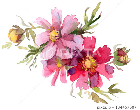 Watercolor painting of pink and red wildflowers on a white background Watercolor painting of pink and red wildflowers on a white background 134457607