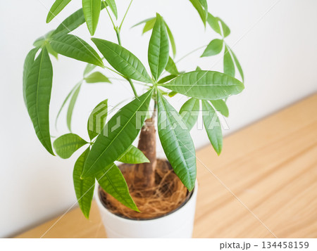 部屋に置かれた鉢植えのパキラ 部屋に置かれた鉢植えのパキラ 134458159