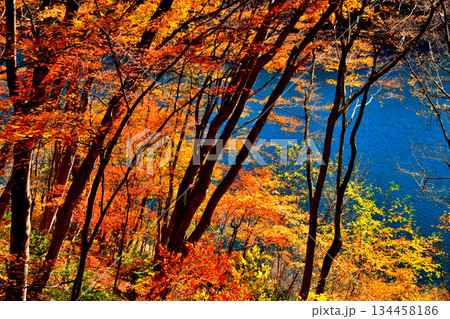 秋の奥四万湖(群馬県中之条町)【2025.11】 134458186