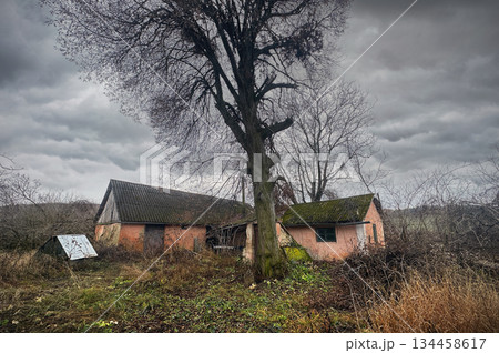 An abandoned one-story residential building with large dried tree, moss growth. 134458617