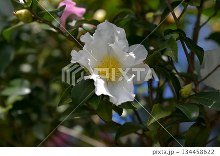 サザンカの花 サザンカの花 134458622