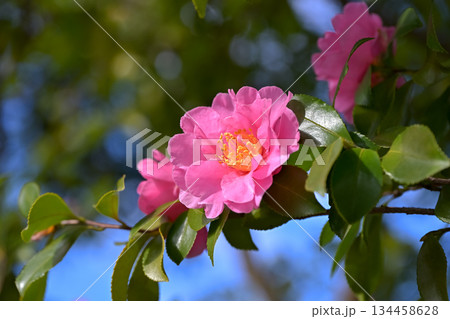 サザンカの花 サザンカの花 134458628