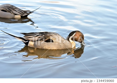 オナガガモ 134459060