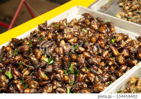 Fried insects are a popular street food in Thailand. Fried insects are a popular street food in Thailand. 134459402