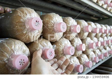 Mushroom spawn blocks cultivated in a closed greenhouse system. Mushroom spawn blocks cultivated in a closed greenhouse system. 134459406