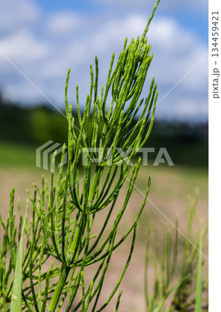 Horsetail field Equisetum arvense grows in the wild 134459421