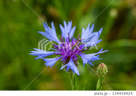 Centaurea cyanus is the common cornflower in our fields 134459424