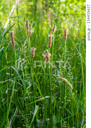 A close up of the wildflower Ribwort plantain, Plantago lanceolata A close up of the wildflower Ribwort plantain, Plantago lanceolata 134459427