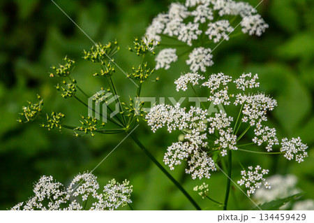 White Chaerophyllum aureum plant with smooth bokeh 134459429