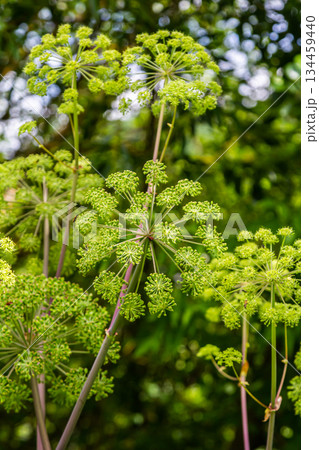 Angelica archangelica. Garden angelica flowerstalk and buds 134459440
