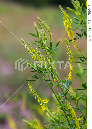 In the wild bloom Melilotus officinalis - honey, essential oil and medicinal plant 134459441