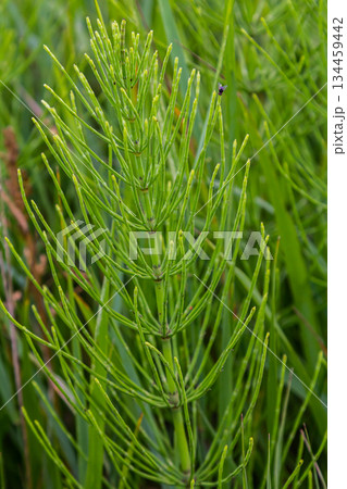 Horsetail field Equisetum arvense grows in the wild 134459442