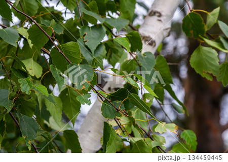 Detail of leafs and blossom of Betula pendula tree, silver birch 134459445