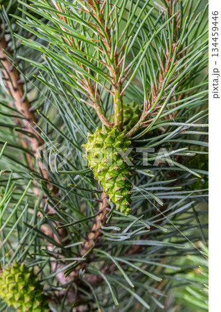 a small-growing cedar pine.Pinus pumila with big green cones in a sunny summer garden. Floral wallpaper a small-growing cedar pine.Pinus pumila with big green cones in a sunny summer garden. Floral wallpaper 134459446