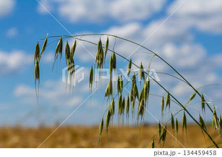 Fatua oatmeal. Stem, leaf and hanging ears of wild oats. Grasses Fatua oatmeal. Stem, leaf and hanging ears of wild oats. Grasses 134459458