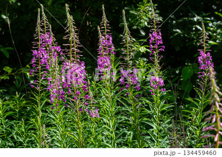 Wonderful flowering fireweed Chamaenerion angustifolium highlighted by the evening sun. A bunch of marvelous blossoming rosebay willowherbs 134459460
