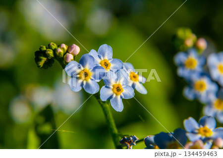 Myosotis scorpioides true or water forget me not. Turkish name Unutma beni cicegi 134459463