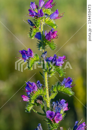 The Echium vulgare flower is a species of herbaceous plant, family Boraginaceae 134459473