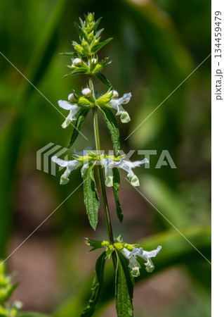 Flower of Stachys annua in May. Wild growing on Mount Kalvarija Nitra 134459479