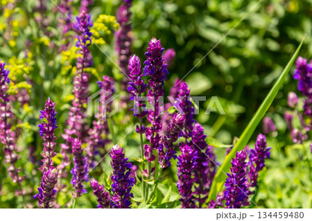 Salvia nemorosa, forest sage, beautiful bright color, violet blue flowers in bloom, muscadine flowering ornamental plants in the garden Salvia nemorosa, forest sage, beautiful bright color, violet blue flowers in bloom, muscadine flowering ornamental plants in the garden 134459480