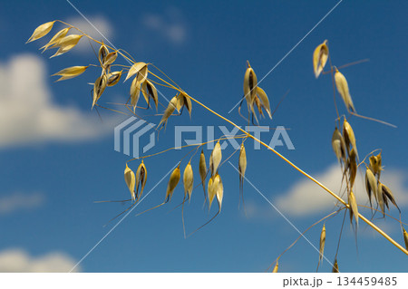 Fatua oatmeal. Stem, leaf and hanging ears of wild oats. Grasses 134459485