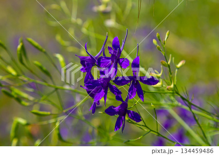Delicate inflorescences. Field consolidation. Consolida regalis. Beautiful flower background of nature Delicate inflorescences. Field consolidation. Consolida regalis. Beautiful flower background of nature 134459486