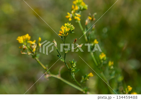 Medicago falcata, plant species of the genus Medicago. It is native to much of Europe and Asia Medicago falcata, plant species of the genus Medicago. It is native to much of Europe and Asia 134459488